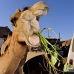 camel_embaba_cai_v_0017_egy0034.jpg